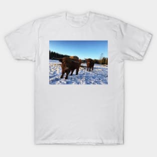 Scottish Highland Cattle Bulls 2263 T-Shirt